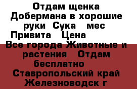 Отдам щенка Добермана в хорошие руки. Сука 5 мес. Привита › Цена ­ 5 000 - Все города Животные и растения » Отдам бесплатно   . Ставропольский край,Железноводск г.